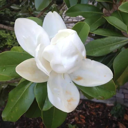 Bed and breakfast Haus Drossel *